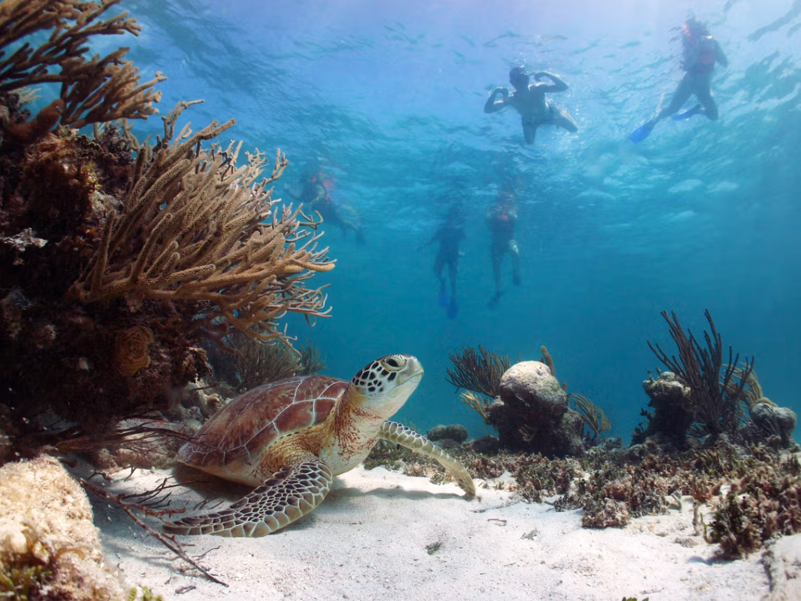Cabo Pulmo Snorkeling Expedition