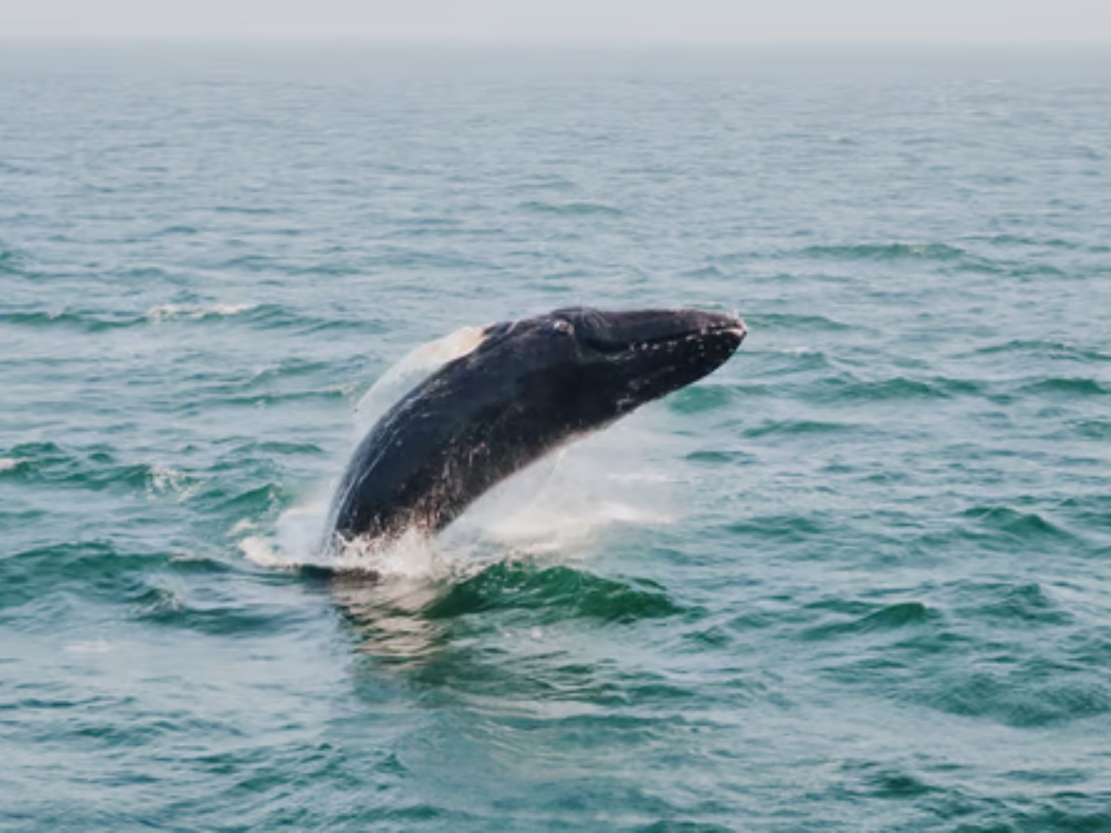 Whale Watching Tour